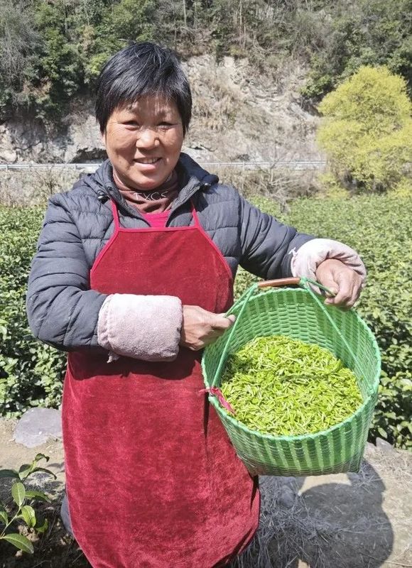 有关于磐安县首批春茶开采的新闻(2)
