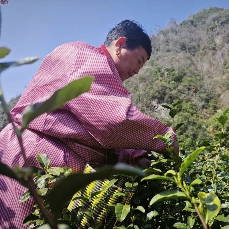 有关于磐安县首批春茶开采的新闻(1)