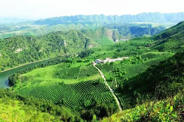 关于贵州龙里：春茶采摘正当时 “指尖争霸”展风采的新闻(3)