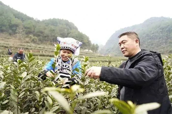 关于贵州龙里：春茶采摘正当时 “指尖争霸”展风采的新闻(1)