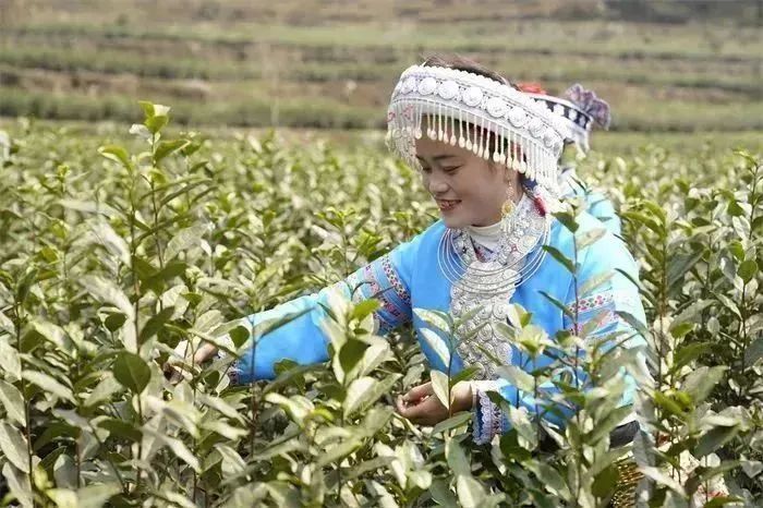 关于贵州龙里：春茶采摘正当时 “指尖争霸”展风采的新闻