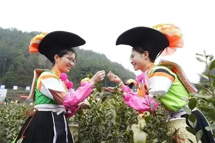 关于贵州龙里：春茶采摘正当时 “指尖争霸”展风采的新闻(2)