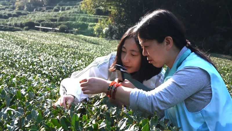 关于2023西湖龙井之声⑤茶芽监测 茶芽宝宝成长数据速递 时刻准备下山!的最新消息(17)