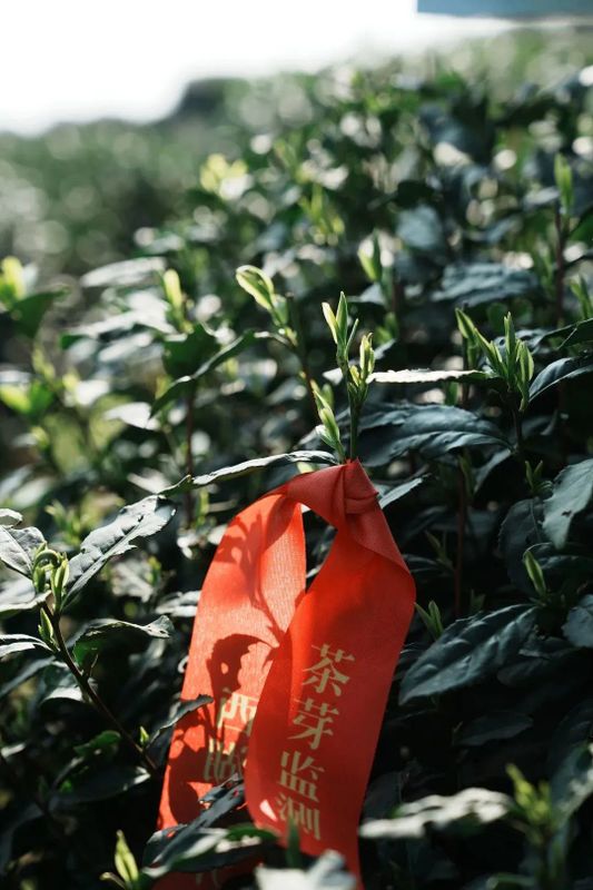 关于2023西湖龙井之声⑤茶芽监测 茶芽宝宝成长数据速递 时刻准备下山!的最新消息