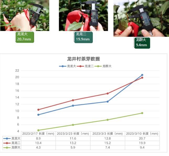 关于2023西湖龙井之声⑤茶芽监测 茶芽宝宝成长数据速递 时刻准备下山!的最新消息(6)