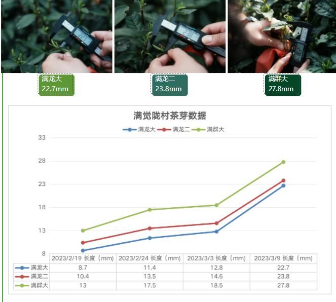 关于2023西湖龙井之声⑤茶芽监测 茶芽宝宝成长数据速递 时刻准备下山!的最新消息(10)