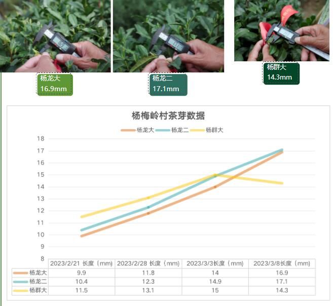 关于2023西湖龙井之声⑤茶芽监测 茶芽宝宝成长数据速递 时刻准备下山!的最新消息(12)