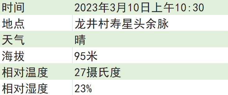 关于2023西湖龙井之声⑤茶芽监测 茶芽宝宝成长数据速递 时刻准备下山!的最新消息(5)