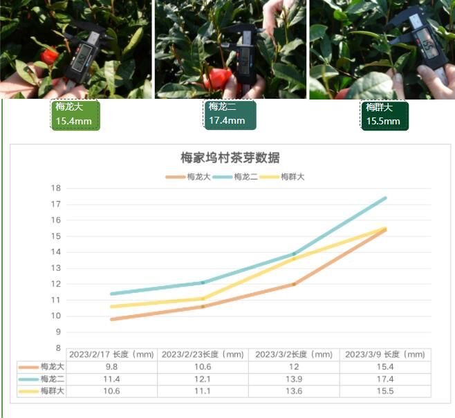 关于2023西湖龙井之声⑤茶芽监测 茶芽宝宝成长数据速递 时刻准备下山!的最新消息(4)