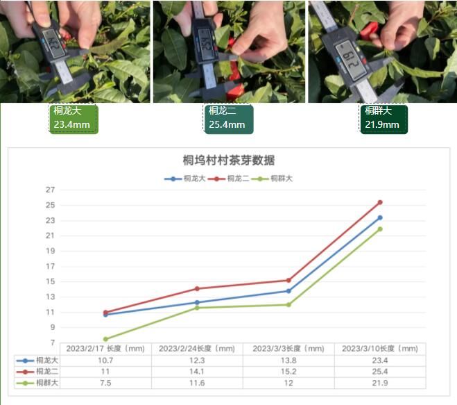 关于2023西湖龙井之声⑤茶芽监测 茶芽宝宝成长数据速递 时刻准备下山!的最新消息(8)