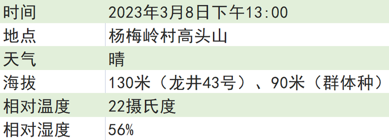 关于2023西湖龙井之声⑤茶芽监测 茶芽宝宝成长数据速递 时刻准备下山!的最新消息(11)
