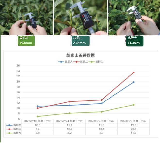 关于2023西湖龙井之声⑤茶芽监测 茶芽宝宝成长数据速递 时刻准备下山!的最新消息(2)