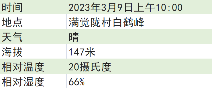 关于2023西湖龙井之声⑤茶芽监测 茶芽宝宝成长数据速递 时刻准备下山!的最新消息(9)