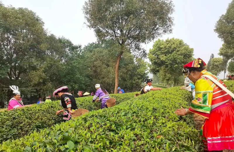 关于春和景明！茶香四溢！思茅有机茶园春茶抢“鲜”开采！的相关内容(1)