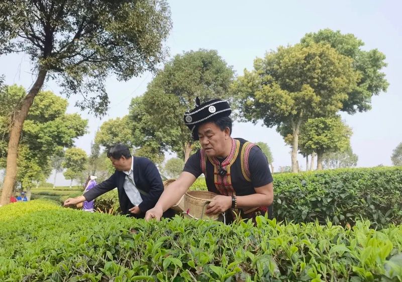 关于春和景明！茶香四溢！思茅有机茶园春茶抢“鲜”开采！的相关内容(6)