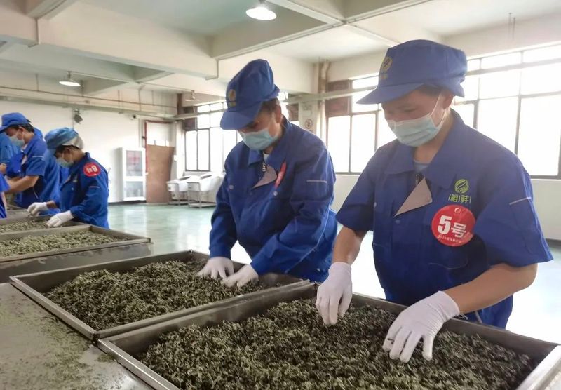 关于春和景明！茶香四溢！思茅有机茶园春茶抢“鲜”开采！的相关内容(3)