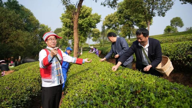 关于春和景明！茶香四溢！思茅有机茶园春茶抢“鲜”开采！的相关内容(5)