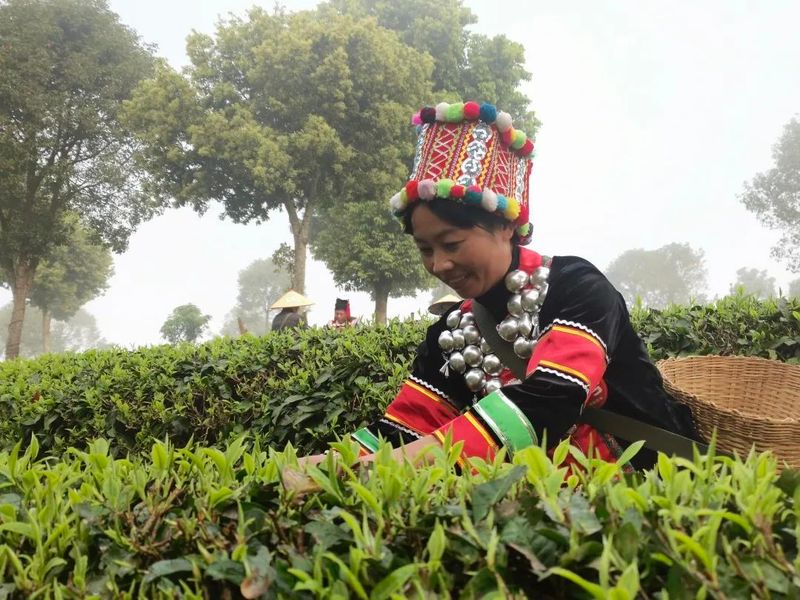 关于春和景明！茶香四溢！思茅有机茶园春茶抢“鲜”开采！的相关内容(2)