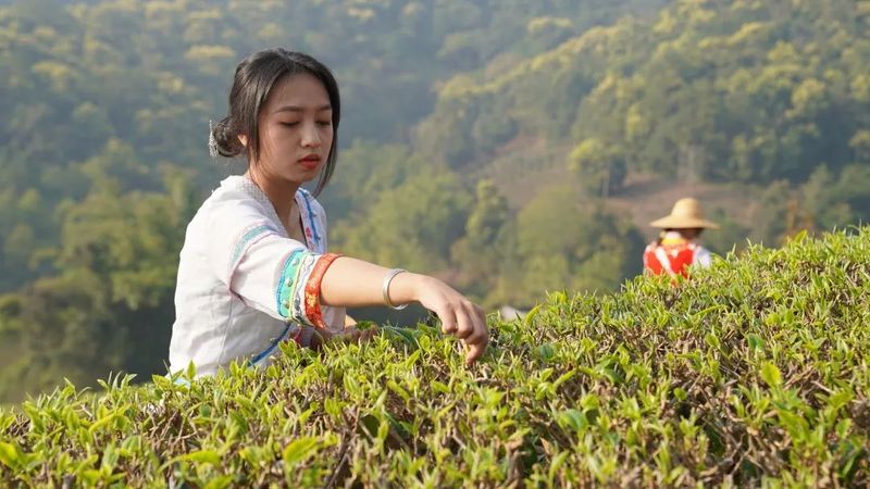 关于春和景明！茶香四溢！思茅有机茶园春茶抢“鲜”开采！的相关内容(7)