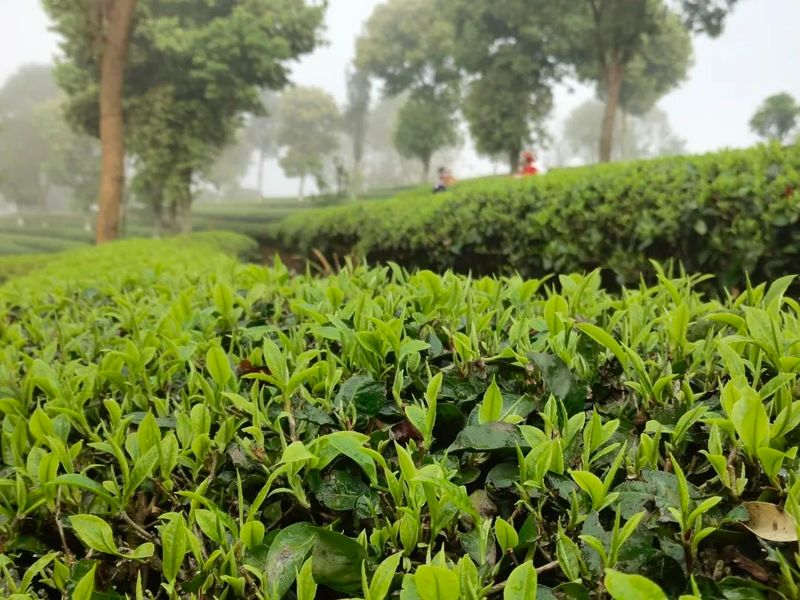 关于春和景明！茶香四溢！思茅有机茶园春茶抢“鲜”开采！的相关内容(4)