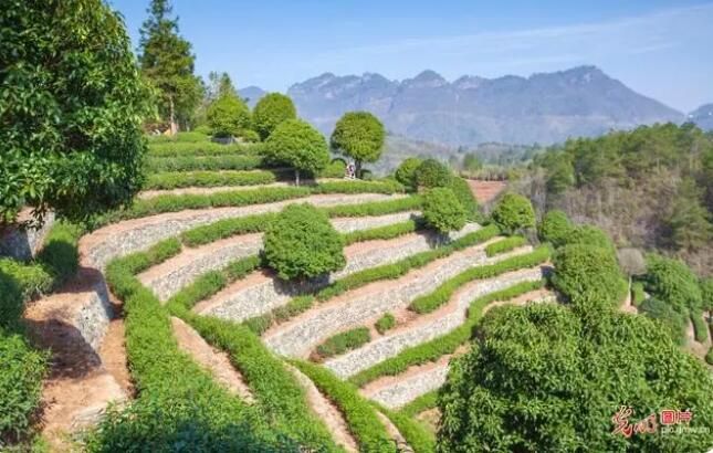 关于安徽黄山：休宁首批有机茶园开采的消息(1)