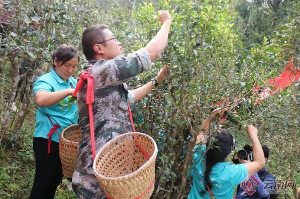 有关于勐腊县易武镇举办春茶开采仪式的内容
