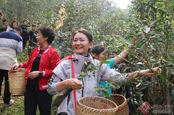 有关于勐腊县易武镇举办春茶开采仪式的内容(2)