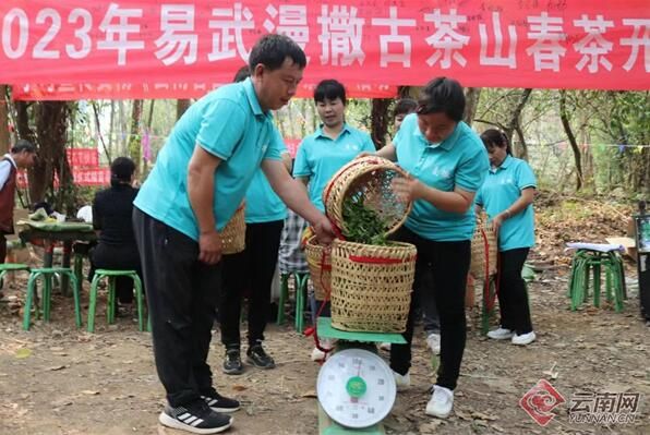 有关于勐腊县易武镇举办春茶开采仪式的内容(1)