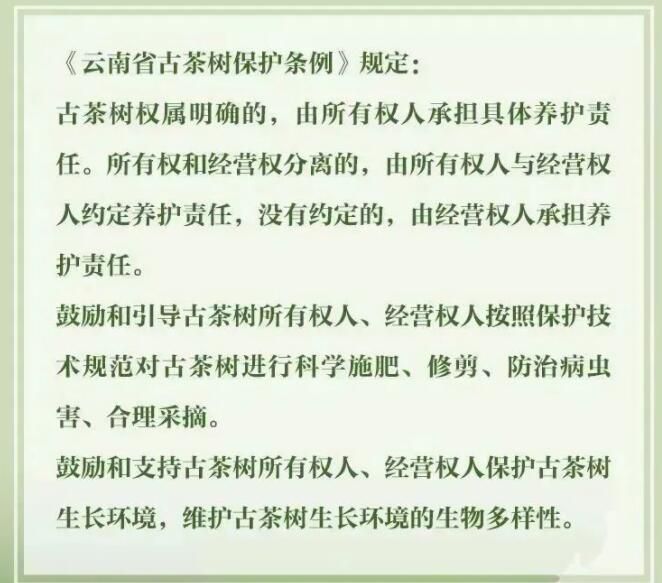 有关于3月1日施行！听阿芸讲云南省古茶树保护条例的信息(6)