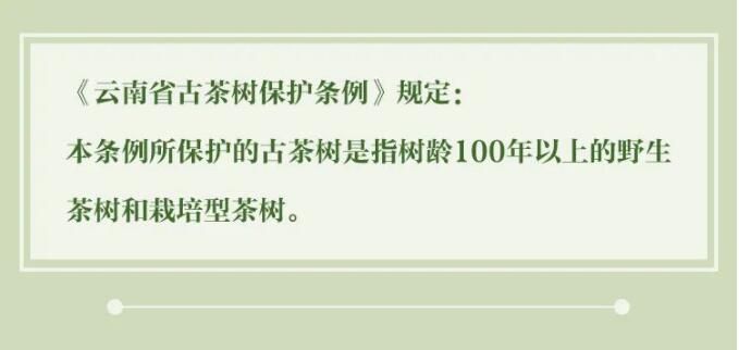 有关于3月1日施行！听阿芸讲云南省古茶树保护条例的信息(4)