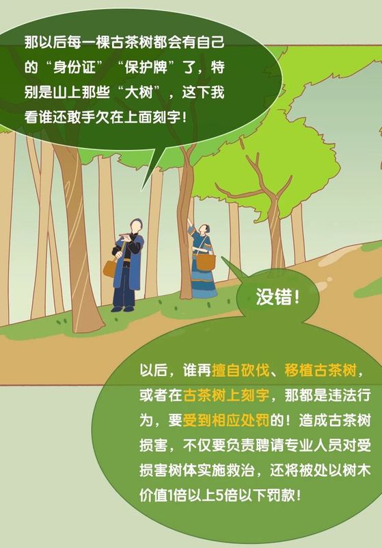 有关于3月1日施行！听阿芸讲云南省古茶树保护条例的信息(9)