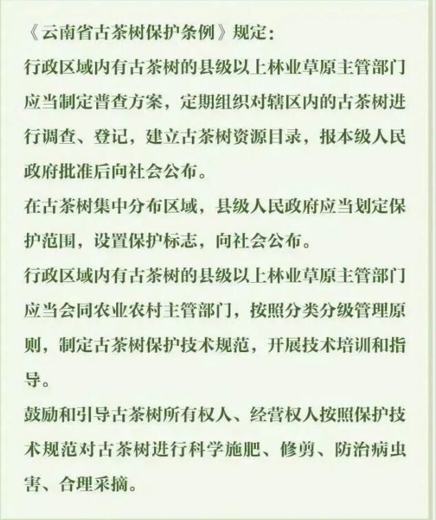 有关于3月1日施行！听阿芸讲云南省古茶树保护条例的信息(8)