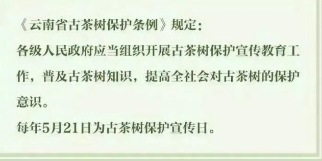 有关于3月1日施行！听阿芸讲云南省古茶树保护条例的信息(16)