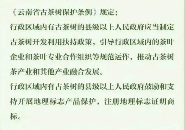 有关于3月1日施行！听阿芸讲云南省古茶树保护条例的信息(12)