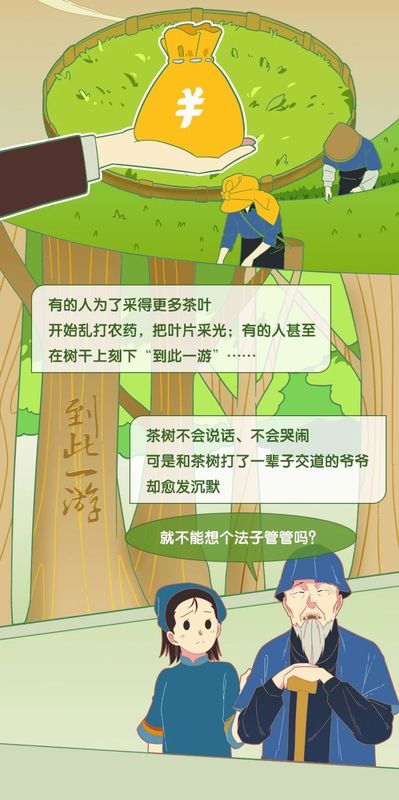 有关于3月1日施行！听阿芸讲云南省古茶树保护条例的信息(2)