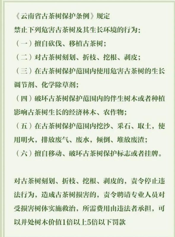 有关于3月1日施行！听阿芸讲云南省古茶树保护条例的信息(10)