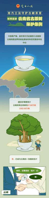 有关于3月1日施行！听阿芸讲云南省古茶树保护条例的信息