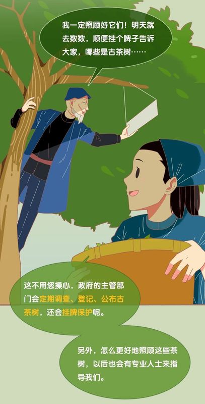 有关于3月1日施行！听阿芸讲云南省古茶树保护条例的信息(7)