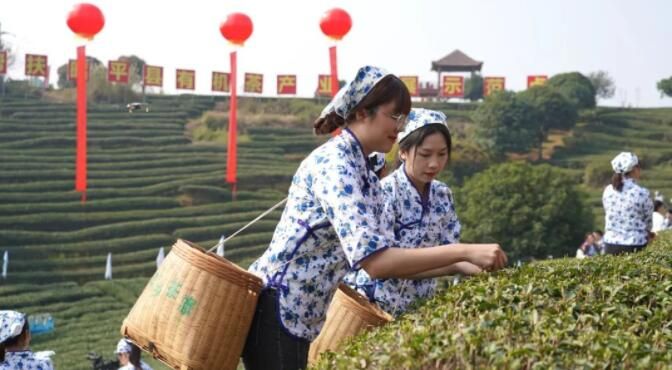 有关于​“2023广西春茶节系列活动启动仪式” 在昭平县举行的新闻(5)