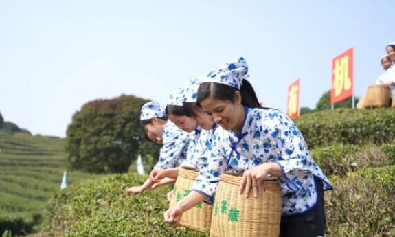 有关于​“2023广西春茶节系列活动启动仪式” 在昭平县举行的新闻(4)