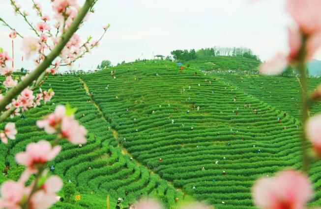 有关于光山县春茶抢“鲜”开采的消息