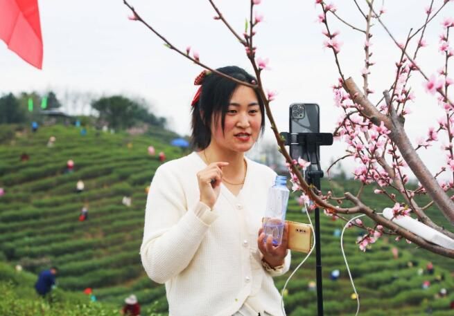 有关于光山县春茶抢“鲜”开采的消息(1)