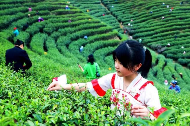 有关于光山县春茶抢“鲜”开采的消息(2)