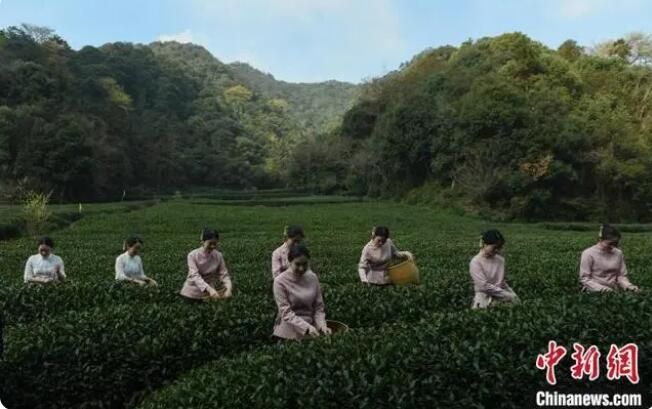 有关于西湖龙井开茶典礼在杭举办 首批西湖龙井春茶即将面市的新闻