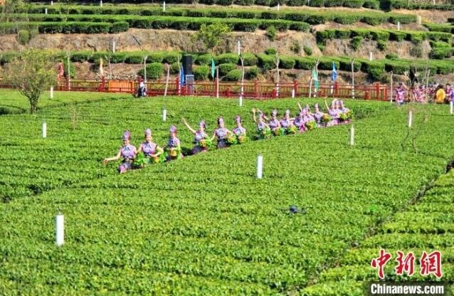 关于三峡移民镇：茶园变公园 采茶成休闲的内容(3)