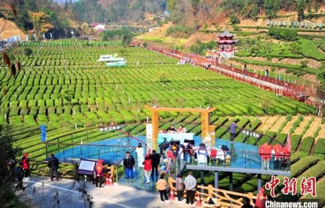 关于三峡移民镇：茶园变公园 采茶成休闲的内容