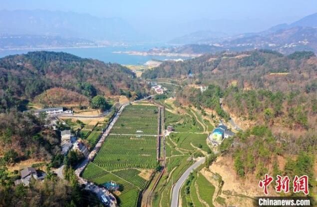关于三峡移民镇：茶园变公园 采茶成休闲的内容(1)