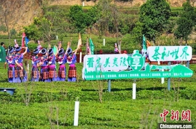 关于三峡移民镇：茶园变公园 采茶成休闲的内容(4)