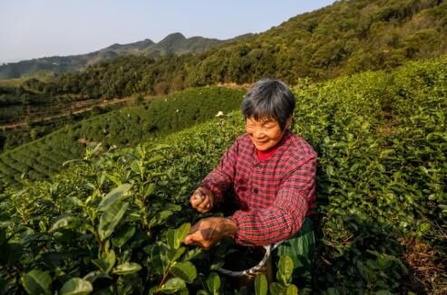 有关于莫干黄芽上新了！德清春茶迎来“黄金采摘季”的信息(1)