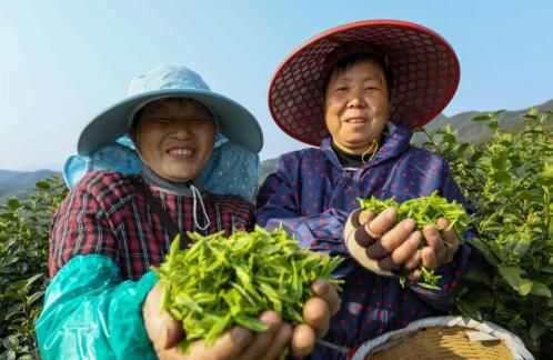 有关于莫干黄芽上新了！德清春茶迎来“黄金采摘季”的信息